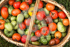 Tomato harvest in basket close up, top view. Organic colorful tomatoes, vegetables in garden