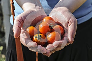 Tomato harvest. Farmer`s hands with freshly harvested tomatoes
