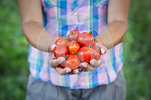 Tomato harvest in the hands of woman farmer