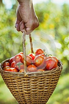 Tomato harvest in summer