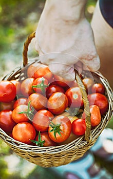 Tomato harvest in summer