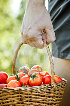 Tomato harvest in summer