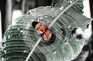 Tomato Heliconius Melponeme butterfly, lepidopteron photo