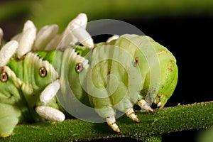 Tomato Hornworm