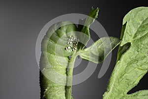 Tomato Hornworm photo
