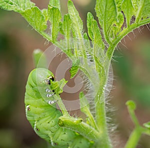 Tomato hornworm caterpillar eating plant