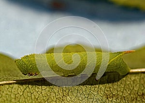 Tomato Hornworm caterpillar on leaf photo