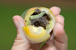 Tomato Hornworm Caterpillar in Tomato