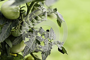 Tomato Hornworm with Copy Space