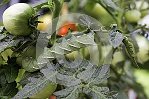 Tomato Hornworm Horizontal