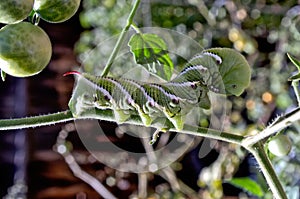 Tomato hornworm larvae