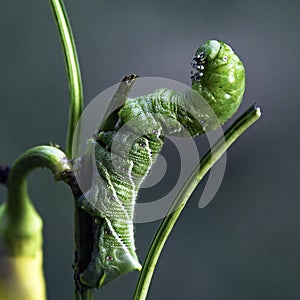 Tomato hornworm (Manduca quinquemaculata) square crop photo