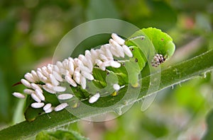 Tomato Hornworm with Wasp Eggs