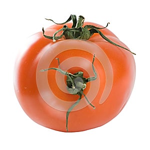 Tomato hybrid