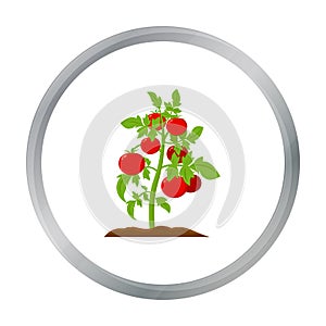 Tomato icon cartoon. Single plant icon from the big farm, garden, agriculture cartoon.