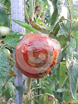 Tomato illness caused by bugs