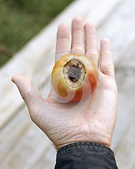 tomato infected with fungal disease with rotten top