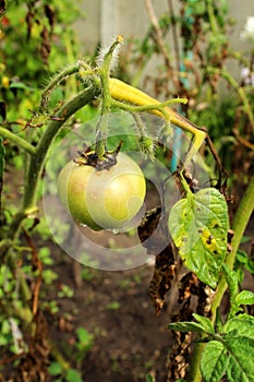 A tomato infected with phytophthora on a vegetable bed