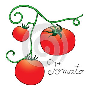 Tomato label on simple white background