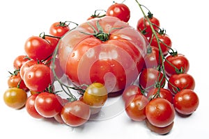 Tomato large and a branch of tomatoes small in water drops