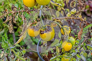 Tomato late blight