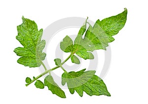 Tomato leaf closeup