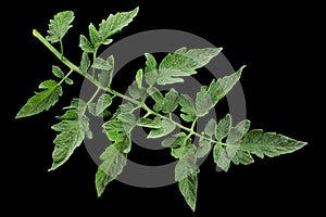 Tomato leaf closeup on black