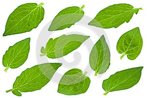 Tomato leaf closeup collection on white