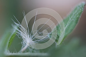 Tomato leaf dandelion fluff close up