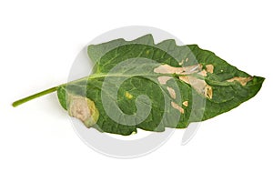 Tomato leaf is ill with Phytophthora Phytophthora Infestans isolated