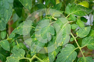 Tomato leaf mold leaves