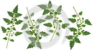 Tomato leaf set