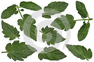 Tomato leaf set on white