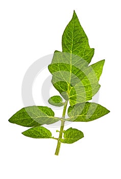 Tomato leaf on White Background