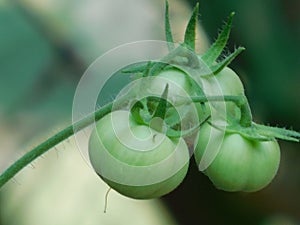 Tomato and leaves on blurred background