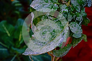 Tomato leaves disease,powdery mildew photo