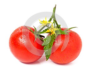 Tomato with leaves flower water drops on white background