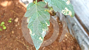 Tomato leaves in nursery garden