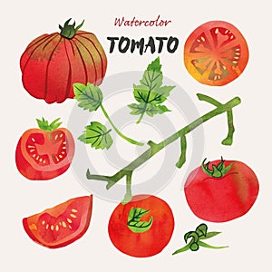 Tomato and leaves watercolor vector illustration set. Painterly watercolor texture and ink drawing elements. Hand drawn and hand