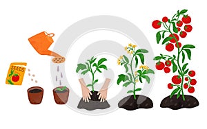 Tomato life cycle illustration hand drawn in watercolor cute illustration isolated element on white.