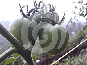 Tomato in lintau west sumatera