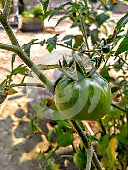 Tomato Lycopersicon esculentum with a curled pinnate leaves.