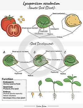 Tomato Lycopersicon esculentum Dicotyledon embryo, structure, function and development