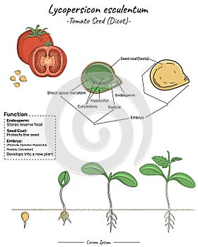 Tomato Lycopersicon esculentum Dicotyledon structure, function and development