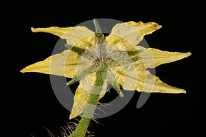 Tomato Lycopersicon esculentum. Flower Closeup