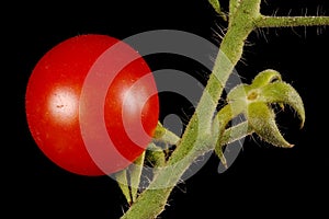 Tomato Lycopersicon esculentum. Fruit Closeup