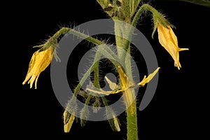 Tomato Lycopersicon esculentum. Inflorescence Closeup