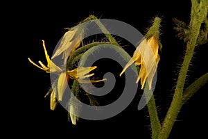 Tomato Lycopersicon esculentum. Inflorescence Closeup