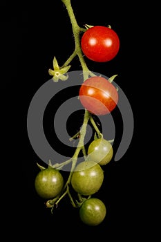 Tomato Lycopersicon esculentum. Infructescence Closeup