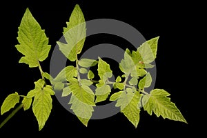 Tomato Lycopersicon esculentum. Leaf Closeup